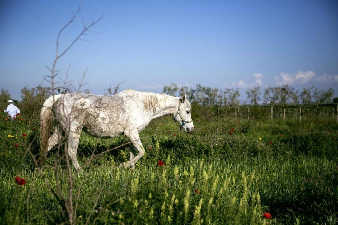 Masseria Cafora Cerignola Kültér fotó
