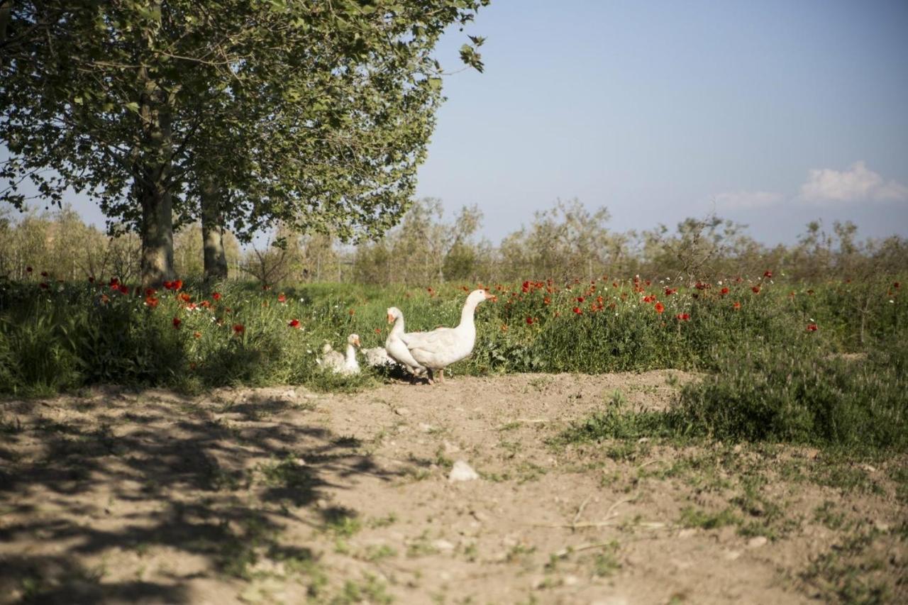 Masseria Cafora Cerignola Kültér fotó